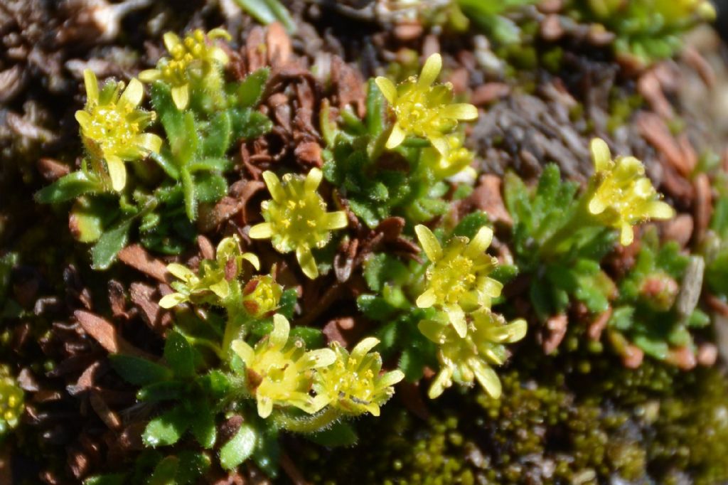 Saxifraga seguieri / Sassifraga di Seguier